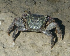 Metopograpsus frontalis