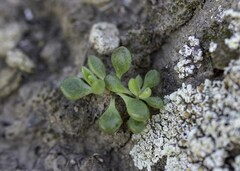 Dudleya blochmaniae blochmaniae