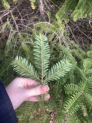 Abies balsamea