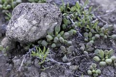 Dudleya blochmaniae blochmaniae