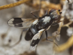 Apotropina ornatipennis