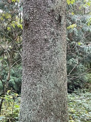 Abies alba