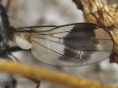 Apotropina ornatipennis