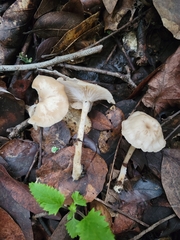 Clitocybe salmonilamella