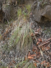 Cymbopogon refractus