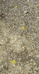 Sanicula arctopoides