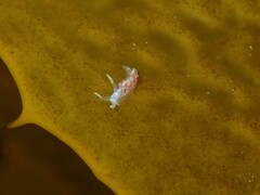 Coryphellina poenicia