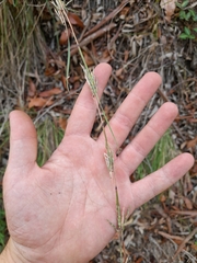 Cymbopogon refractus