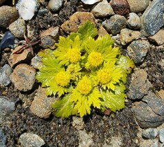 Sanicula arctopoides