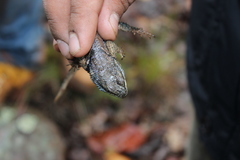 Sceloporus dugesii
