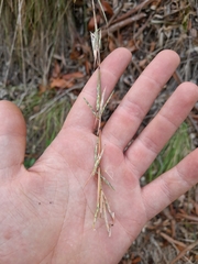 Cymbopogon refractus