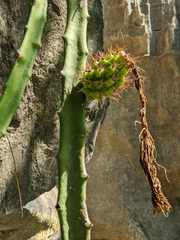 Selenicereus setaceus