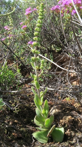 Purgosea tomentosa (Thunb.) Don 2