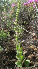 Crassula tomentosa