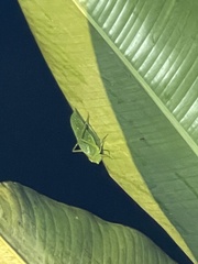 Stilpnochlora azteca