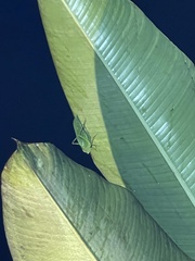 Stilpnochlora azteca