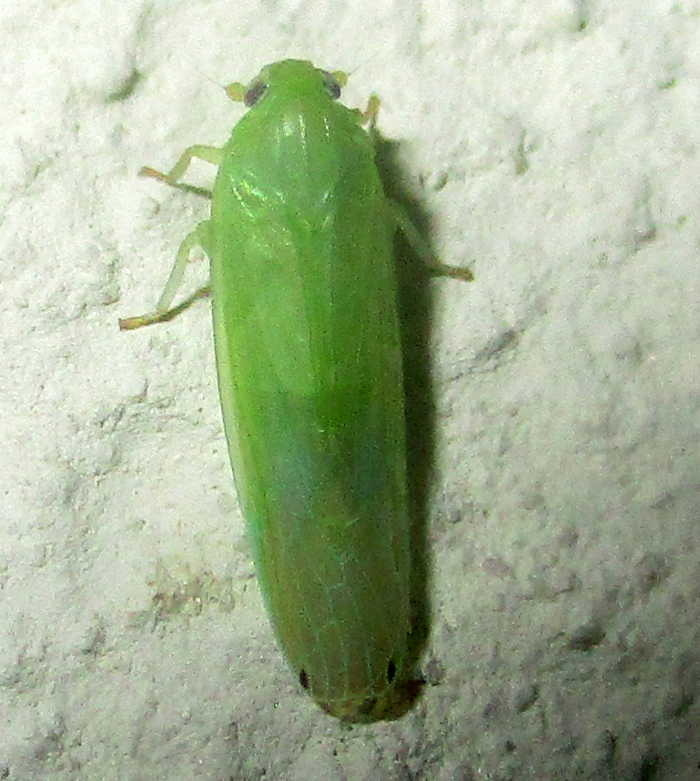 Aphypia