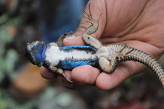 Sceloporus dugesii