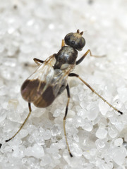 Apotropina ornatipennis