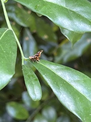 Choreutis