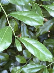 Choreutis
