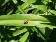 Coleomegilla maculata lengi