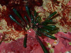 Apjohnia laetevirens