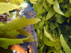 Macroctopus maorum
