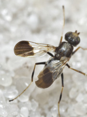 Apotropina ornatipennis