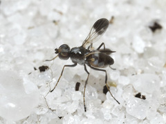 Apotropina ornatipennis