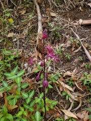 Dipodium punctatum