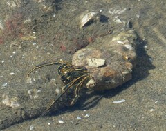 Clibanarius taeniatus