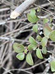 Lonicera subspicata