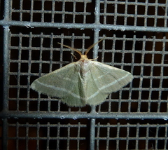 Mixocera latilineata