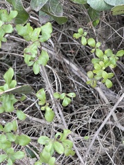Lonicera subspicata