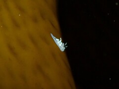 Ancula mapae