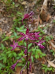 Dipodium punctatum