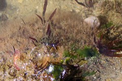 Cuthona divae