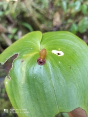 Pleurothallis cordata