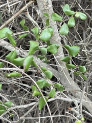 Lonicera subspicata