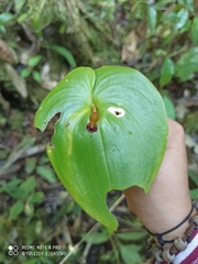 Pleurothallis cordata