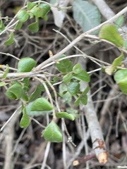 Lonicera subspicata