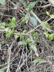 Lonicera subspicata