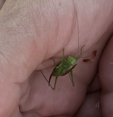 Conocephalus dorsalis