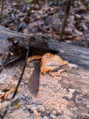 Phlebia radiata