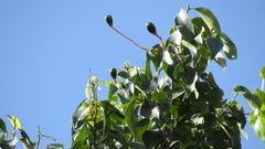 Damburneya salicifolia