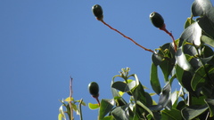 Damburneya salicifolia