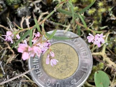 Polygonum spergulariiforme