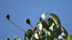 Damburneya salicifolia