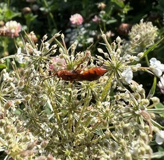 Spilichneumon